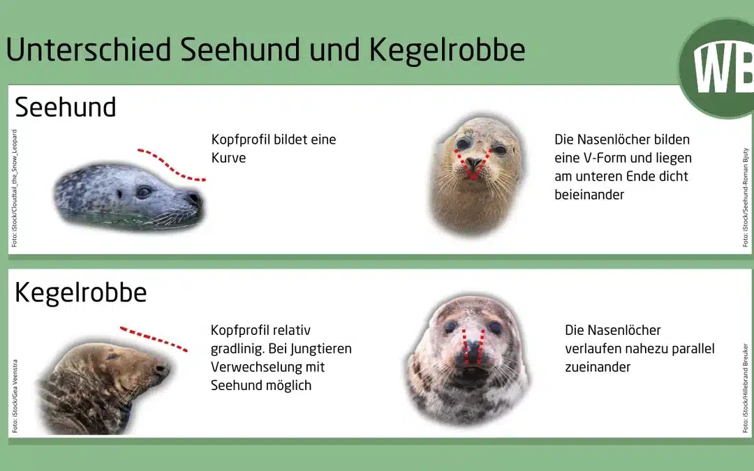 Unterschied Kegelrobbe und Seehund: So erkennst du die Unterschiede auf einen Blick
