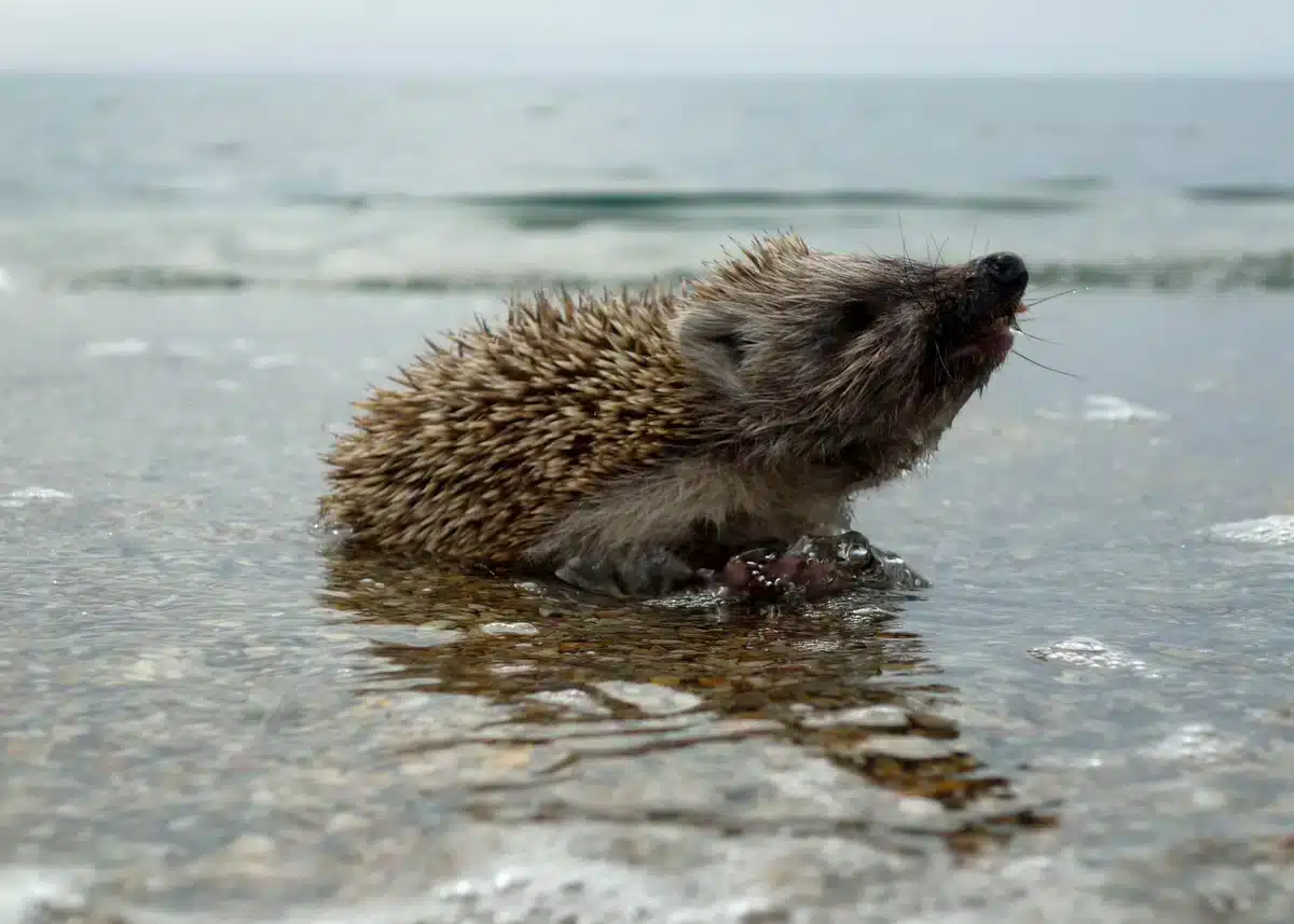 Können Igel wirklich schwimmen - Wildtiere in Europa