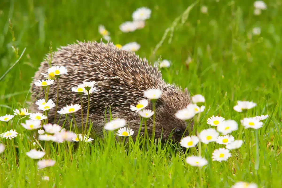 Mähroboter gegen Igel - Wildtiere in Europa
