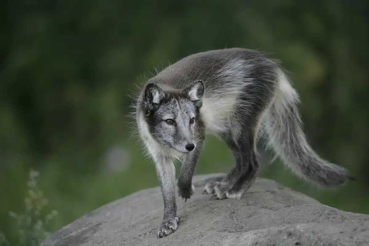 Polarfuchs Nahrung - Wildtiere in Europa