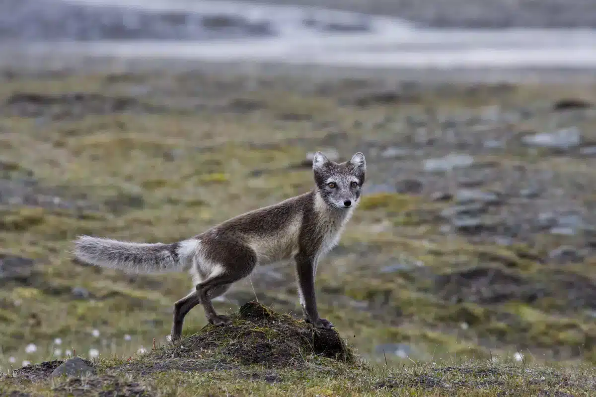 Polarfuchs auf Island - Wildtiere in Europa
