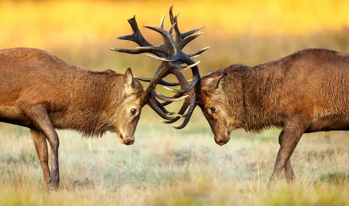 Rothirsch Brunft Kämpfe - wildtiere in Europa