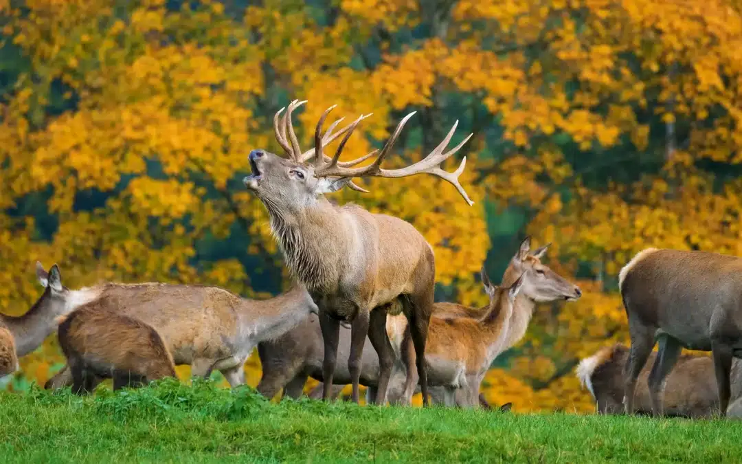 Rothirsch Brunft: Das beeindruckende Schauspiel der Natur