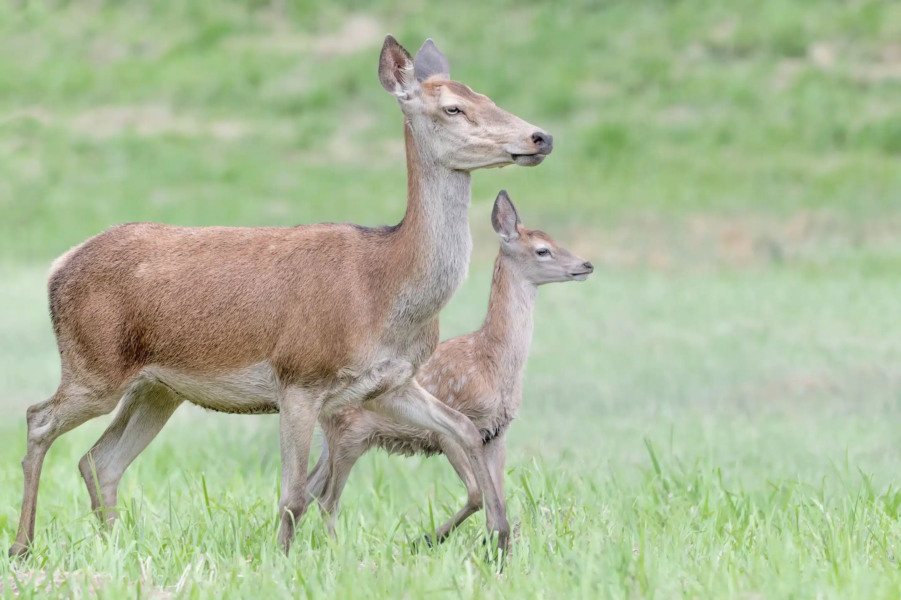 Т.Т және оның жиенімен жыныстық қатынас туралы орысша видео