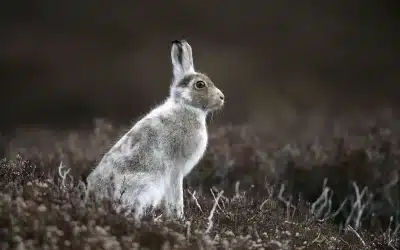 Schneehase Lebensraum – Extreme Bedingungen und perfekte Tarnung