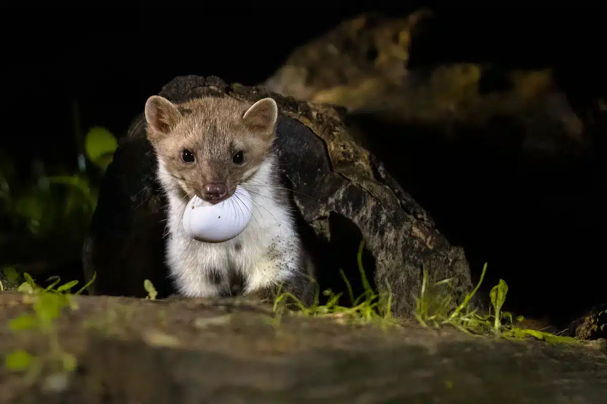 Steinmarder Nahrung - Wildtiere in Europa