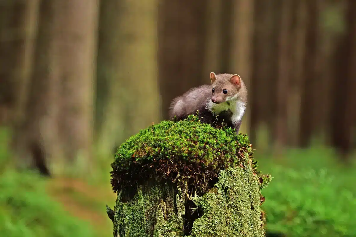 Steinmarder und seine Besonderheiten - Wildtiere in Europa