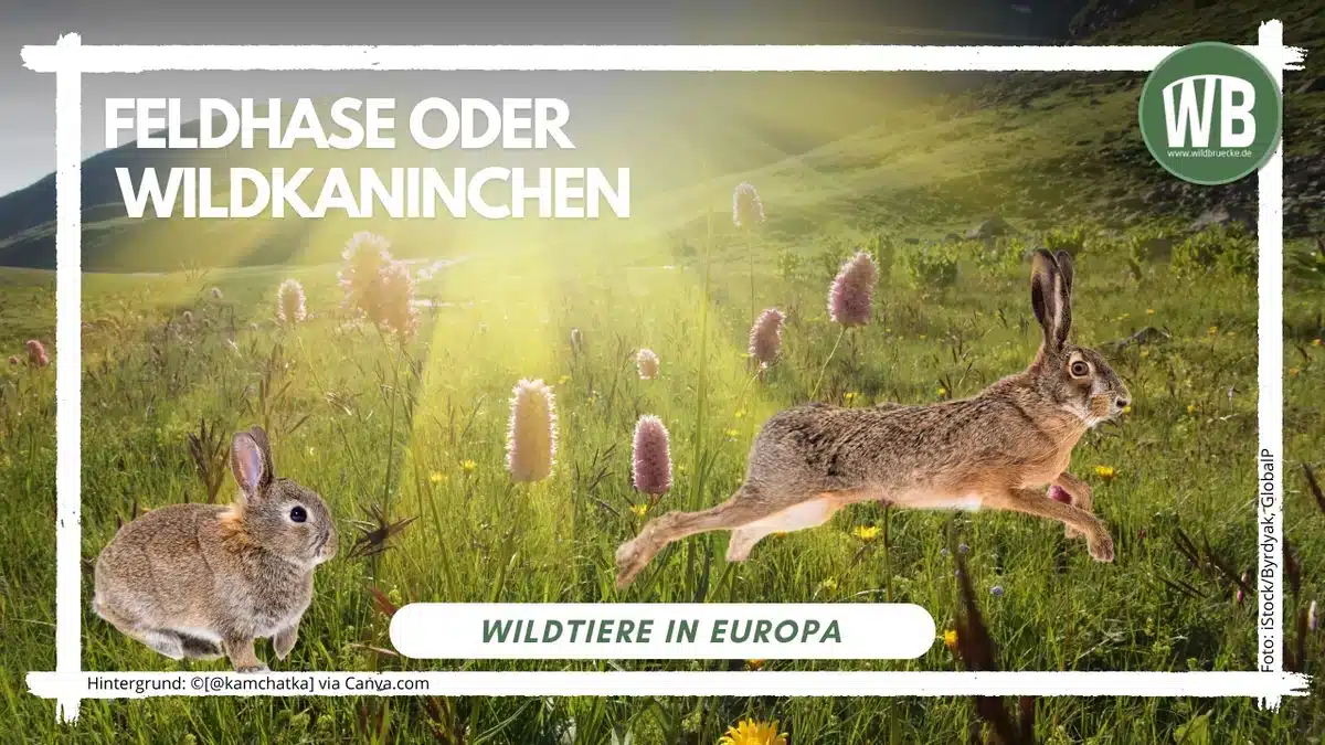 Teaserbild Feldhase oder Wildkaninchen - Wildtiere in Europa