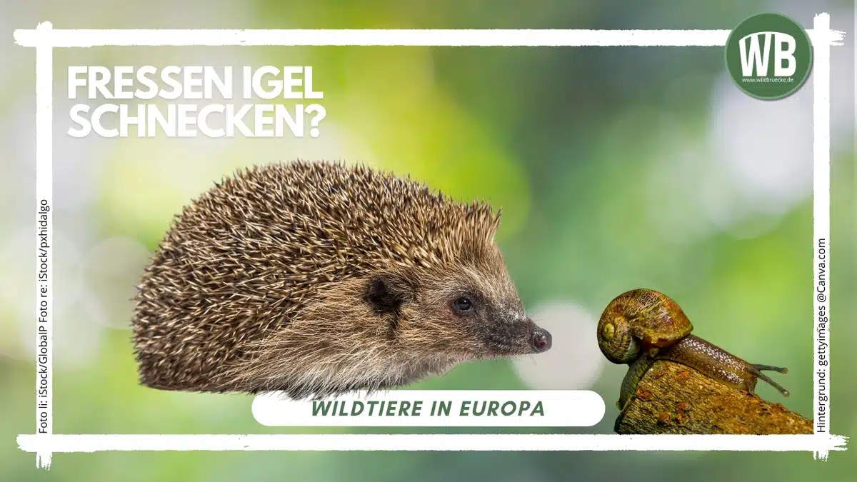 Teaserbild Fressen Igel Schnecken - Wildtiere in Europa