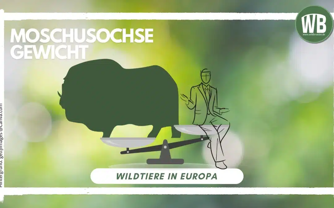Moschusochse Gewicht: Ein Gigant der Arktis