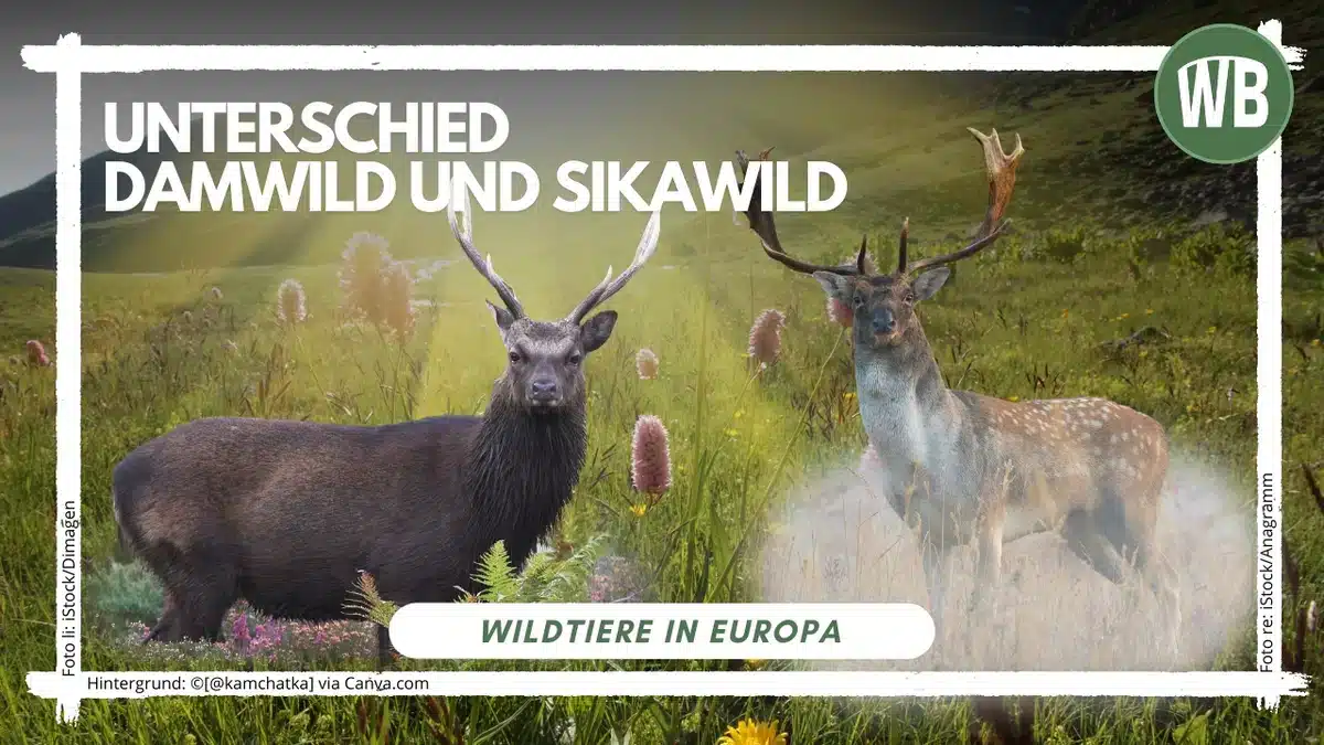 Teaserbild Unterschied Damwild und Sikawild - Wildtiere in Europa