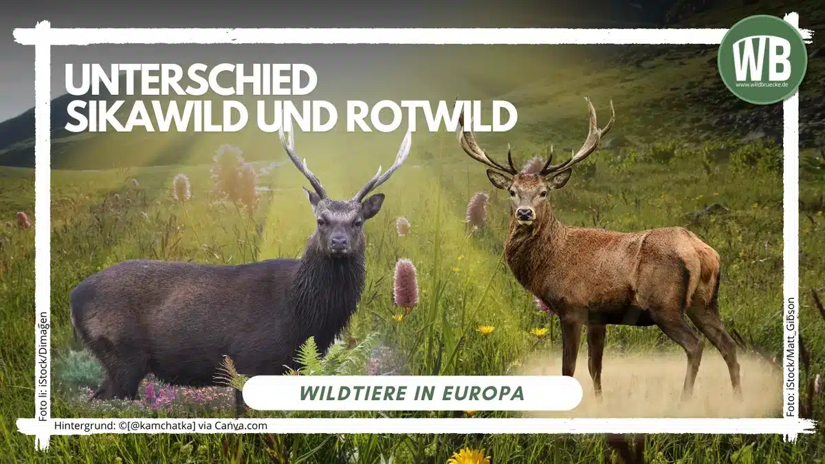 Teaser image Rozdíl mezi jelenem sika a jelenem lesním - Divoká zvířata v Evropě