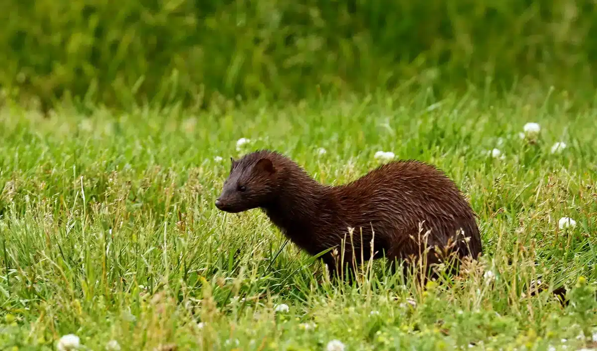 Unterschied Europäischer und Amerikanischer Nerz - Wildtiere in Europa