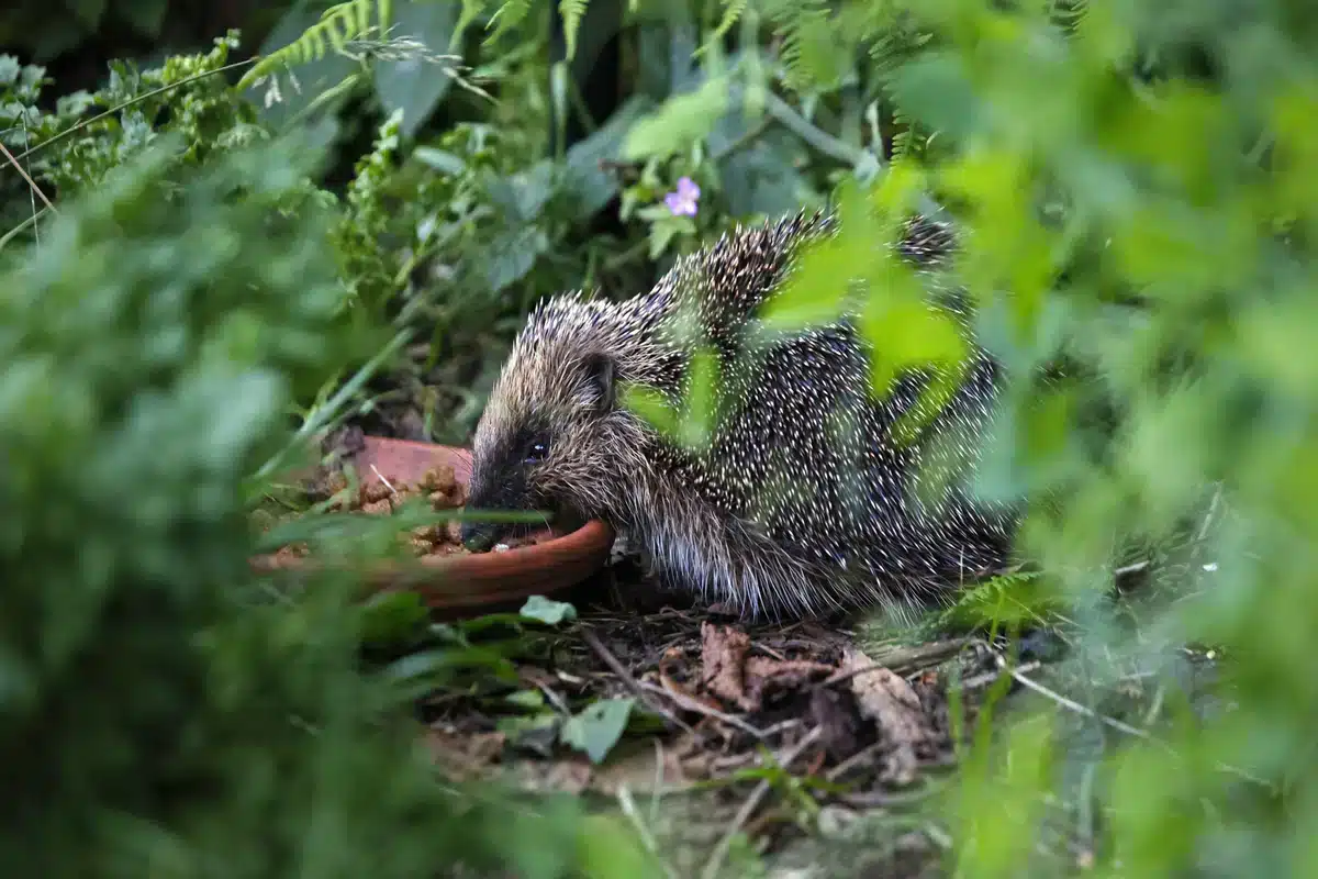 Kdy přestat krmit ježky - Divoká zvěř v Evropě