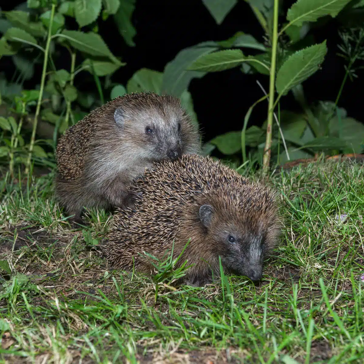 Wann ist die Igel Paarungszeit - Wildtiere in Europa