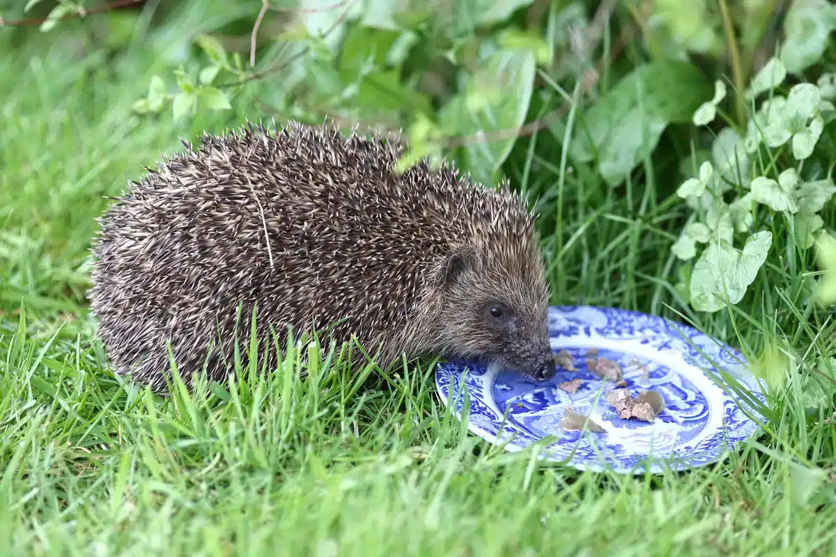 Wann sollte man aufhören Igel zu füttern - Wildtiere in Europa
