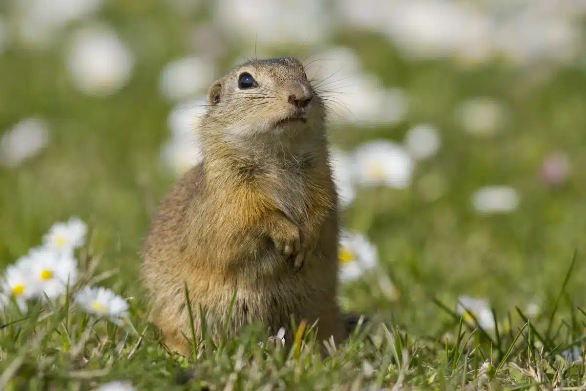 Was ein Ziesel ist - Wildtiere in Europa