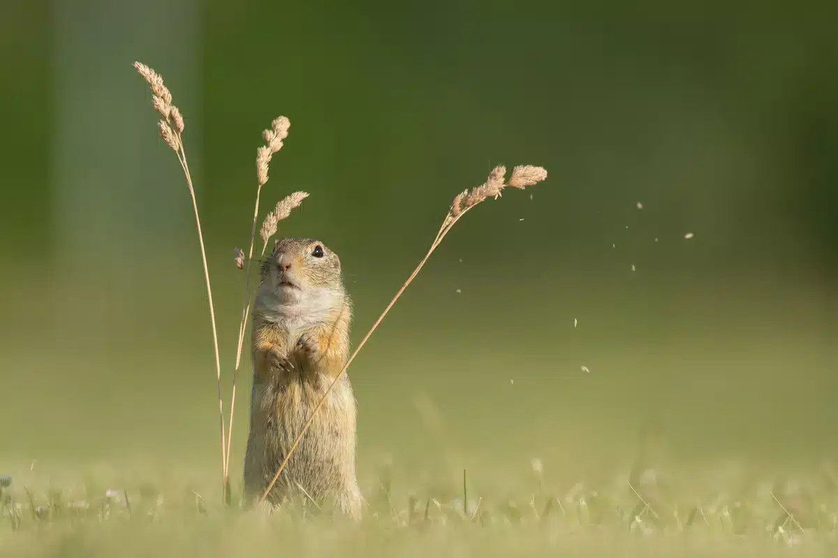 Co je to sysel - Divoká zvěř v Evropě