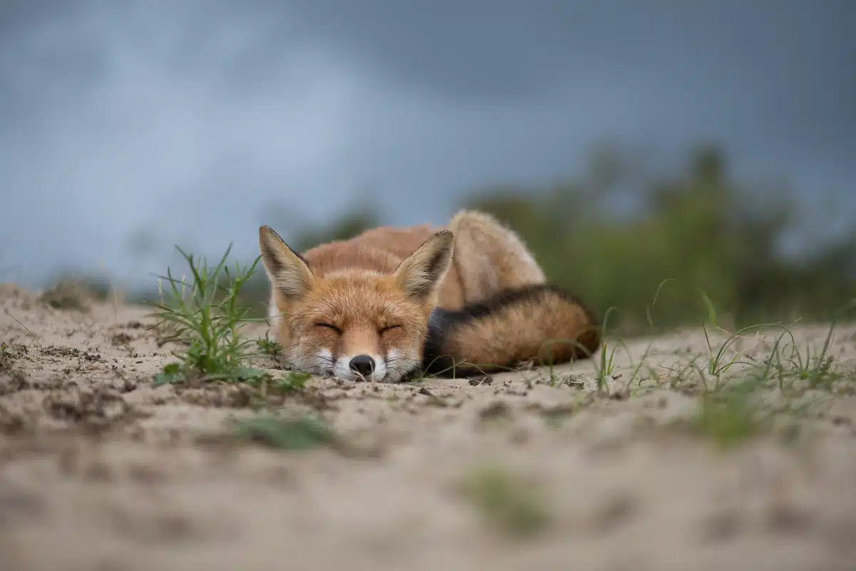 Weiblicher Fuchs - Wildtiere in Europa