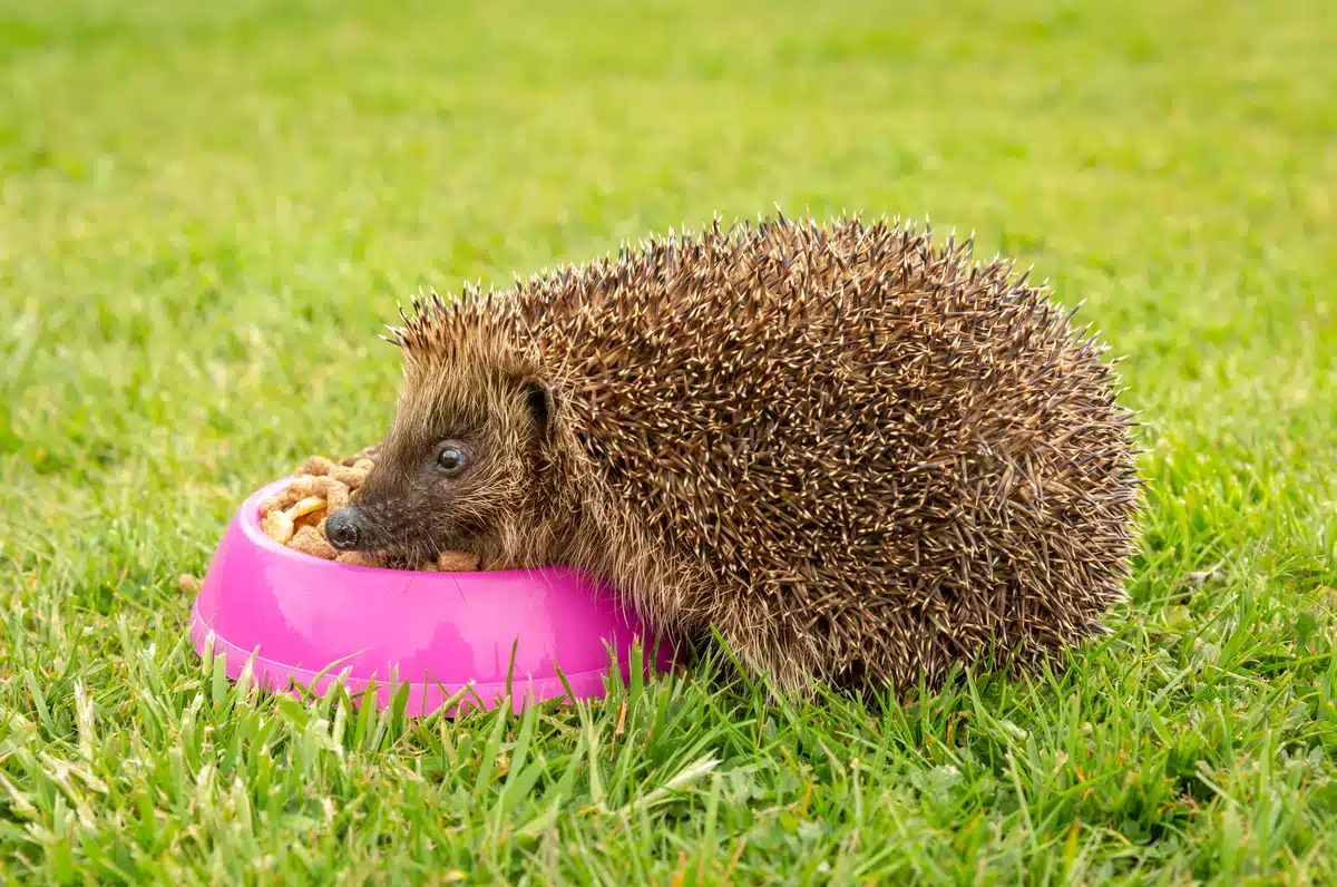 Welches Katzenfutter ist für Igel geeignet - Wildtiere in Europa