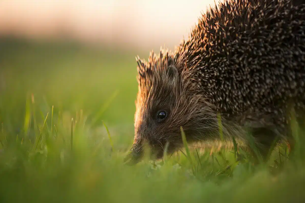 Wie alt werden Igel - Wildtiere in Europa