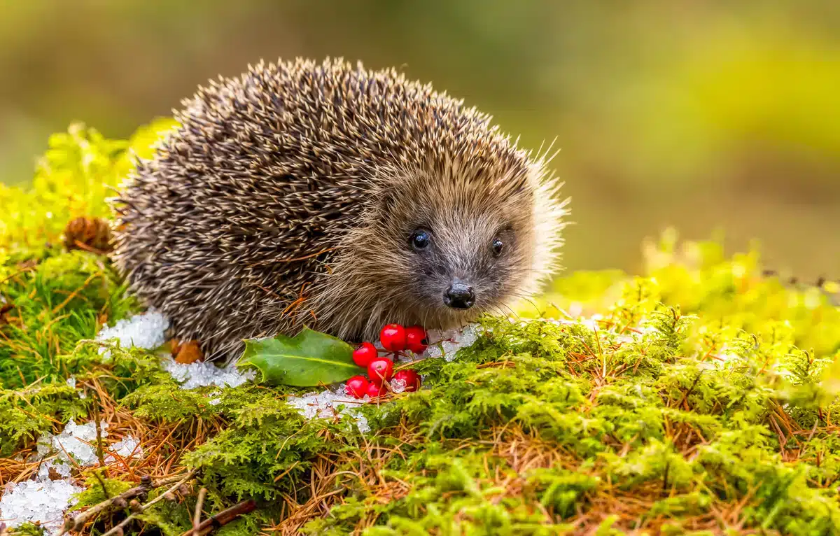 Wie viele Stacheln hat eigentlich ein Igel - Wildtiere in Europa