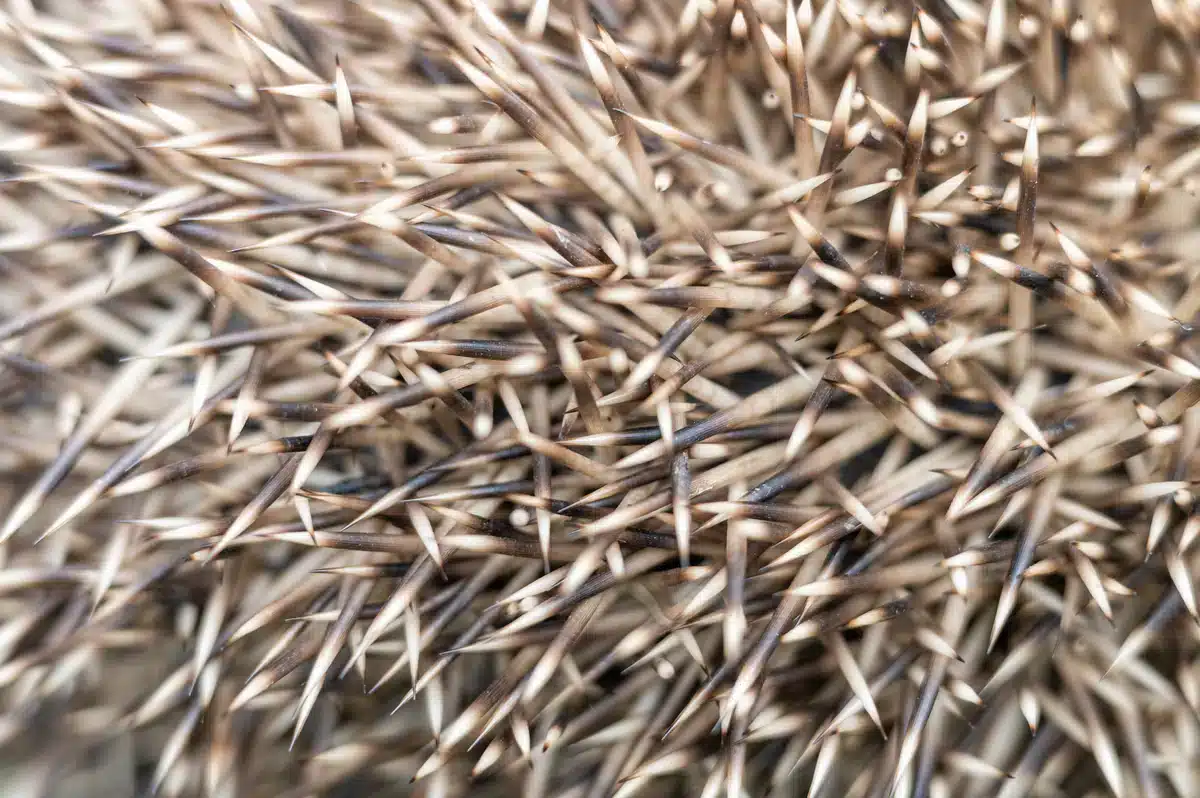 Wie viele Stacheln hat ein Igel - Wildtiere in Europa