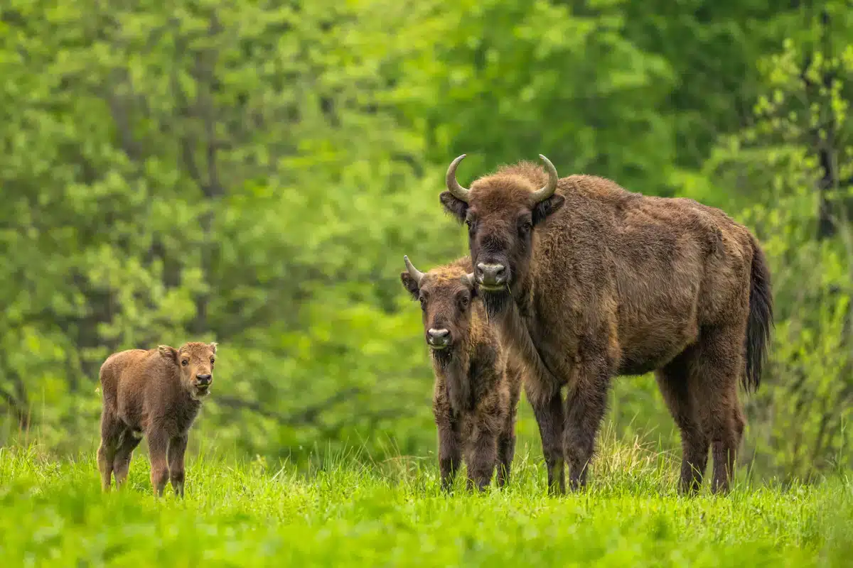 Wisent Deutschland - Wildtiere in Europa
