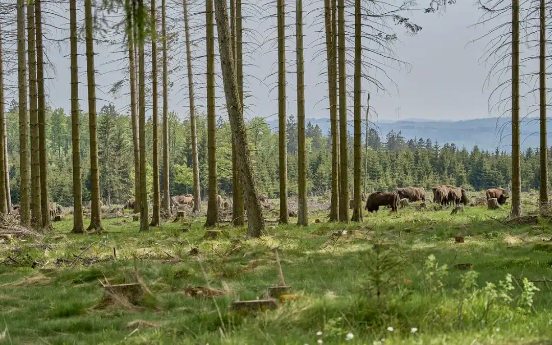 Die Rückkehr des Wisent im Rothaargebirge