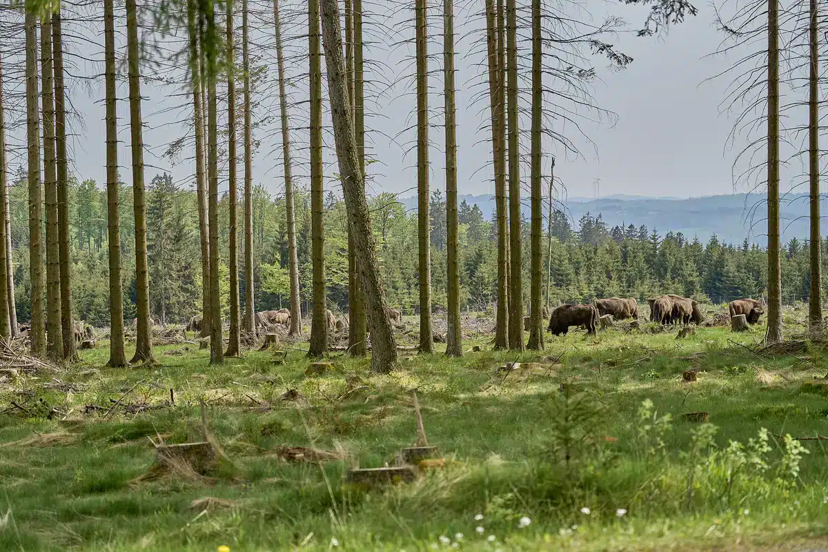 Wisent Rothaargebirge - Wildtiere in Europa