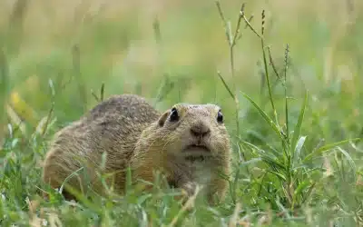 Syli jako domácí mazlíčci – chov, požadavky a právní předpisy