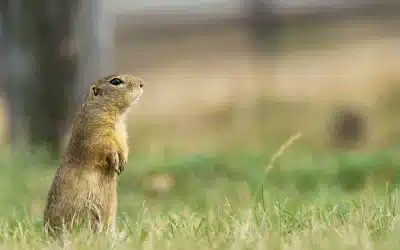 Syli na zahradě – chování, ochrana a možná opatření