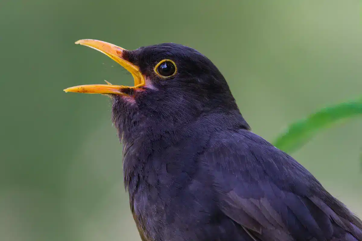 Amsel Gesang - Wildtiere in Europa
