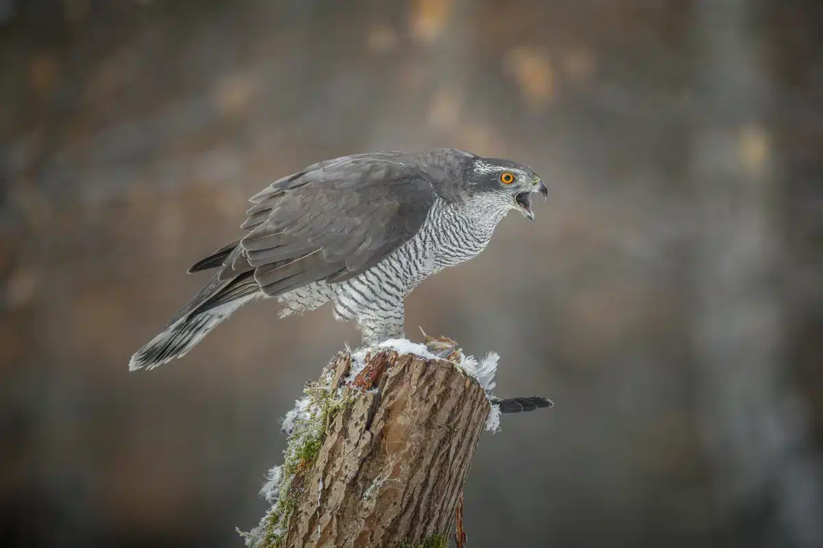 Auch Hühner Habicht genannt - Vögel in Europa