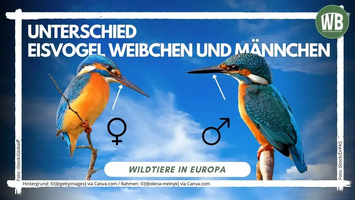 Beitragsbild Unterschied Eisvogel Weibchen und Männchen - Vögel in Europa