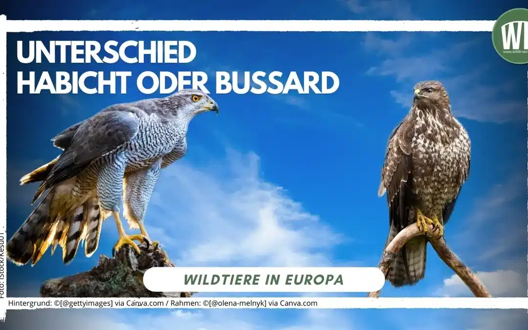 Habicht oder Bussard – wie du sie sicher unterscheiden kannst