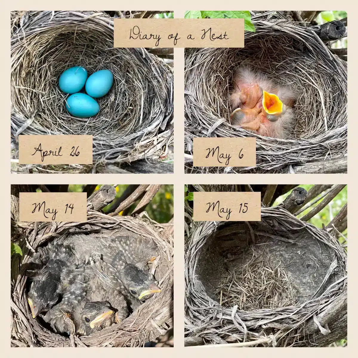 Hnízdní sezóna robinků - divoká zvířata v Evropě