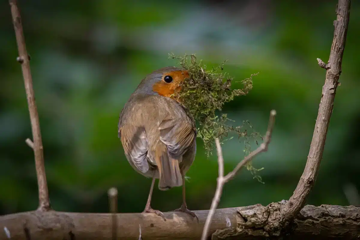 Brutzeit der Rotkehlchen - Wildtiere in Europa