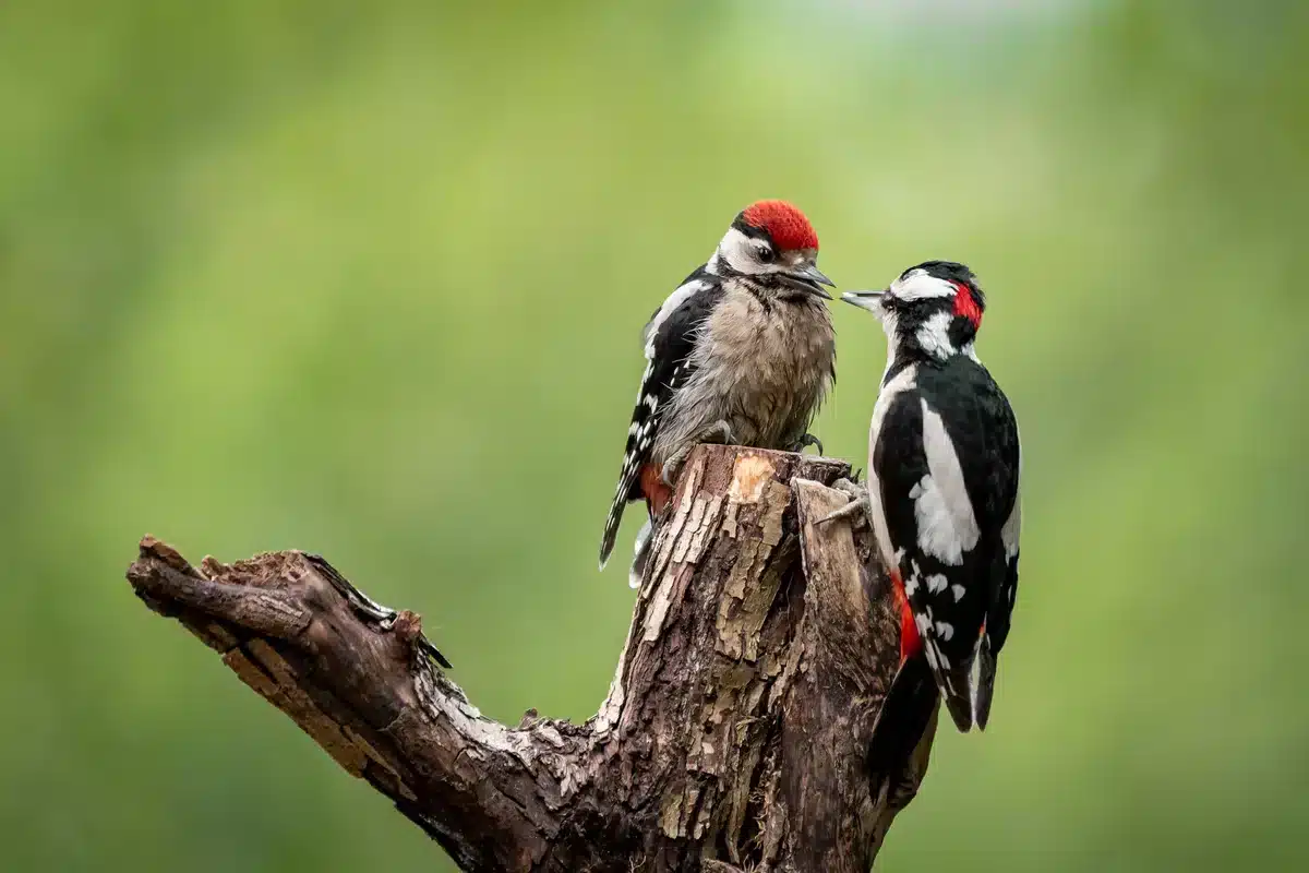 Buntspecht Jungvogel - Vögel in Europa