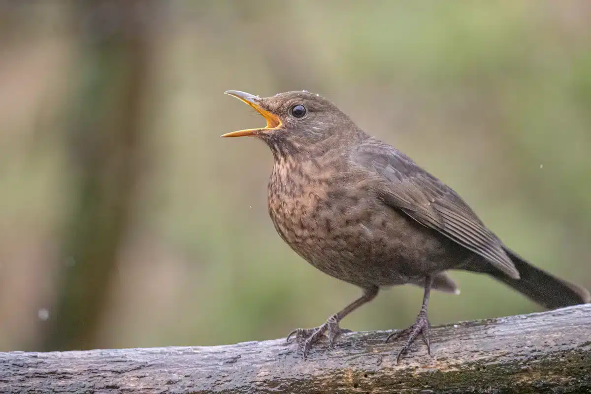 Das Amsel Weibchen - Wildtiere in Europa