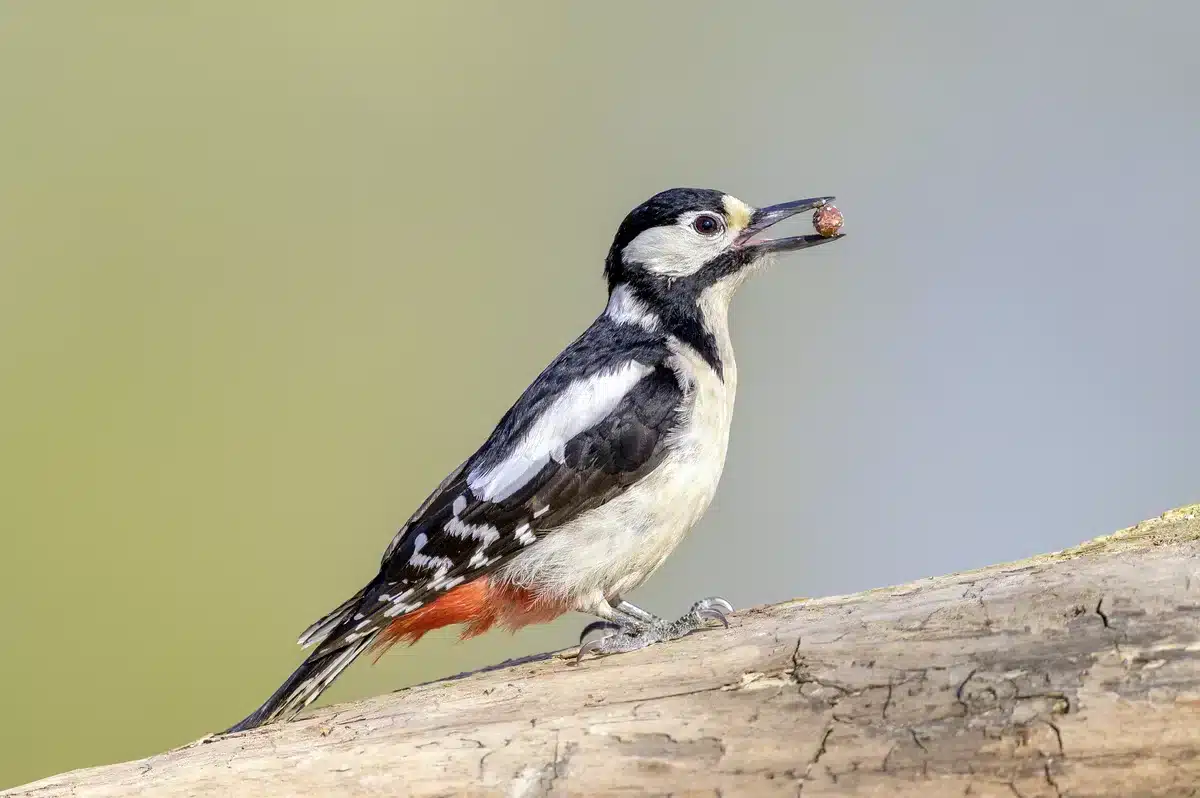 Das Aussehen vom Buntspecht - Vögel in Europa
