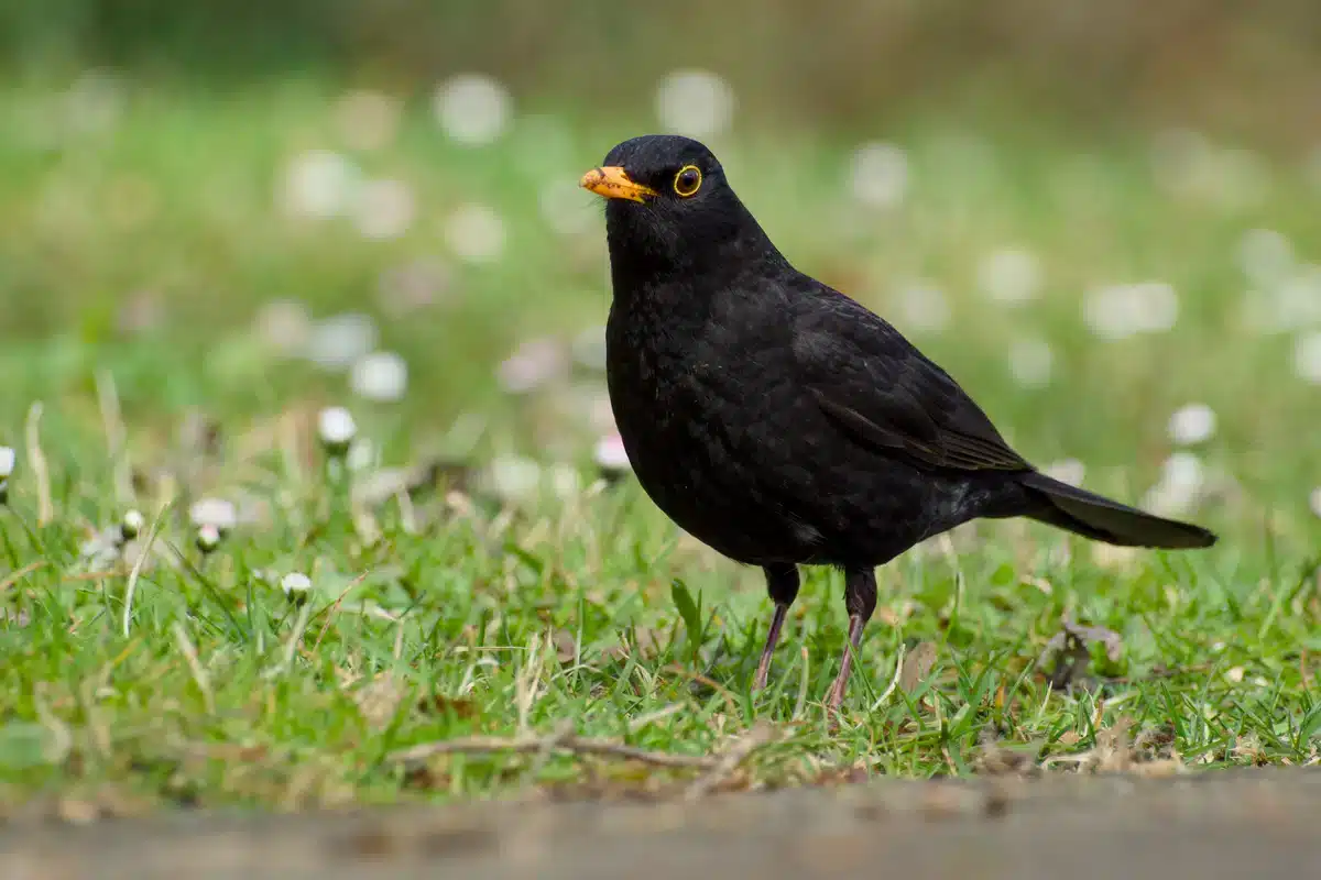 Ein anderer Name der Amsel - Wildtiere in Europa