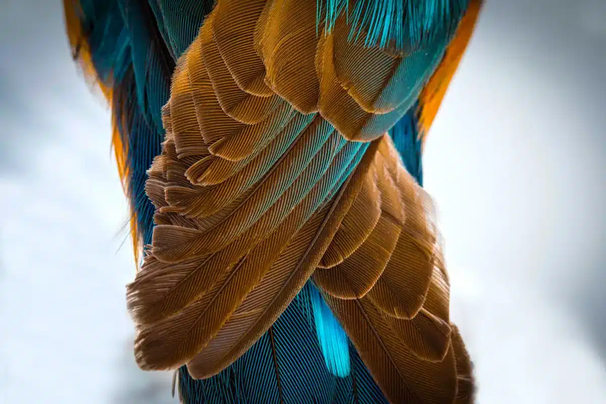 Eisvogel Besonderheiten sein Gefieder - Vögel in Europa