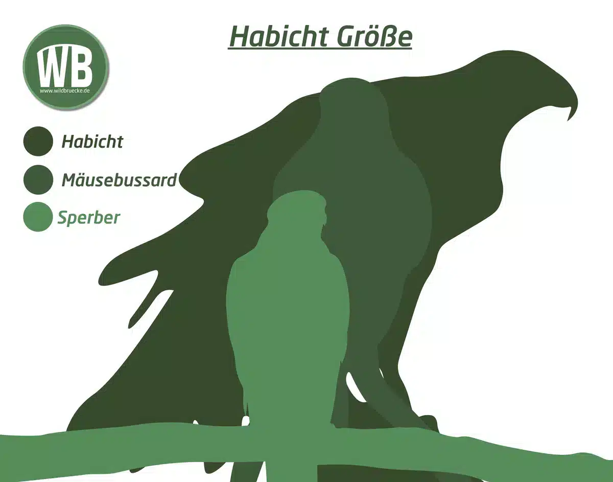 Habicht Größe im Vergleich zum Mäusebussard und Sperber - Vögel in Europa