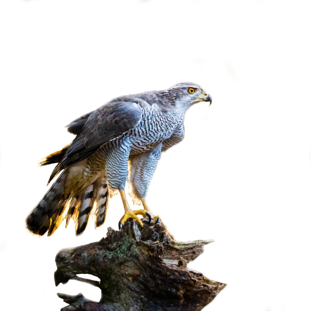 Habicht - Vögel in Europa