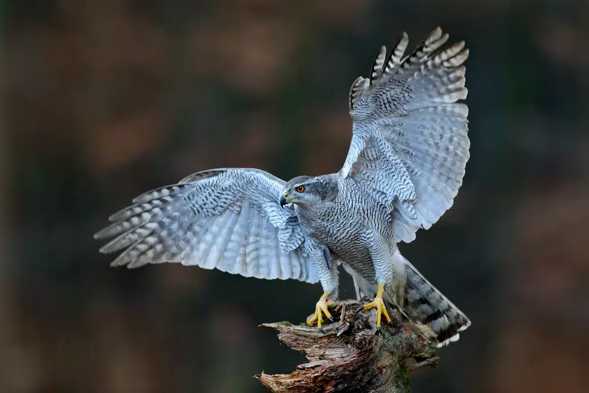 Hühner Habicht - Vögel in Europa