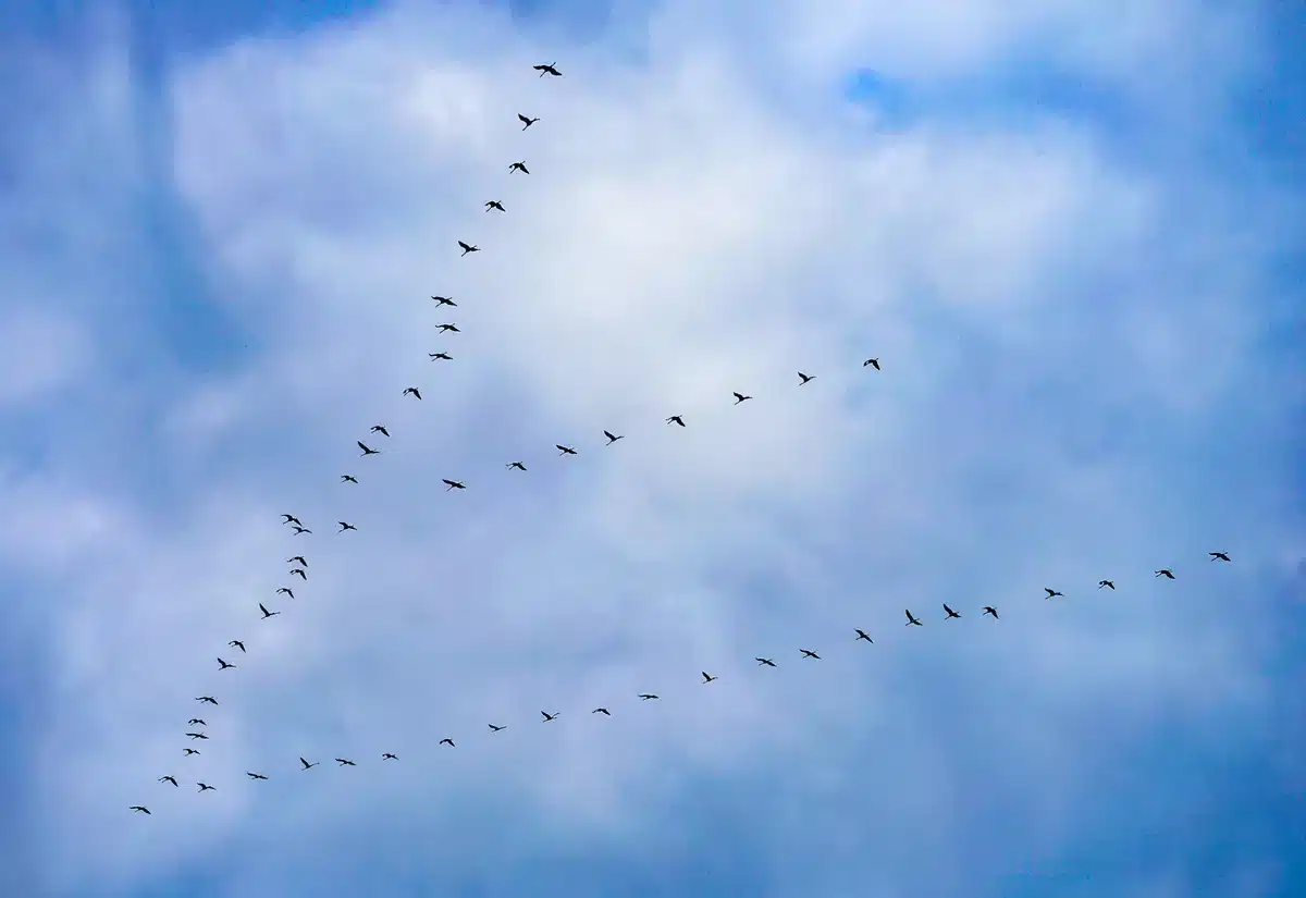 Ist der Kranich ein Zugvogel - Vögel in Europa