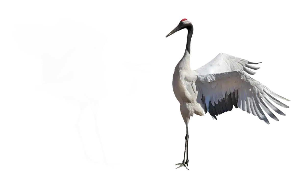 Kranich - Vögel in Europa