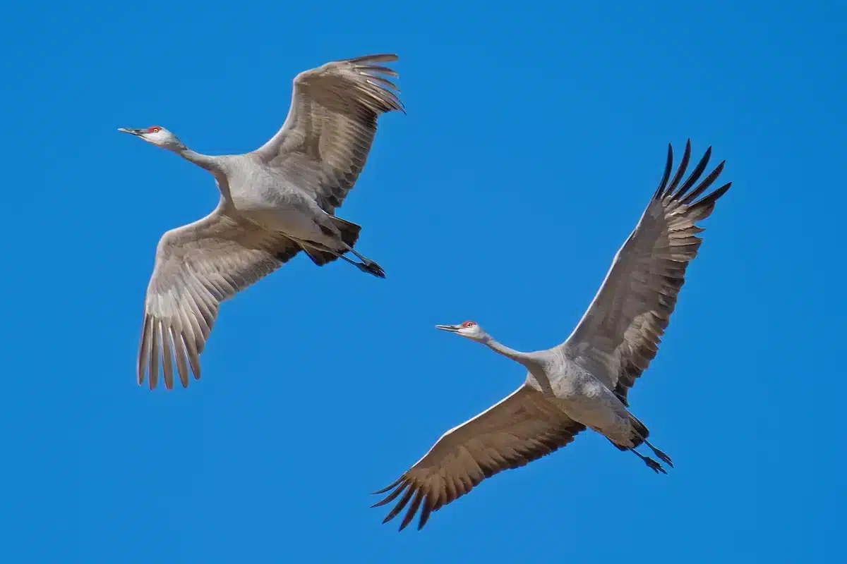 Мардж Симпсон жыныстық қатынасқа түсті Трусикисіз порно подиумда