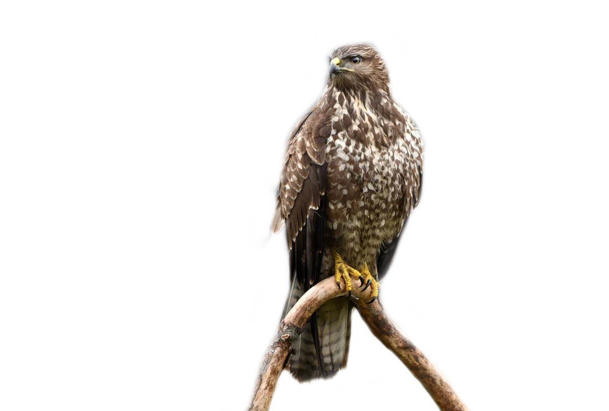 Mäusebussard - Vögel in Europa